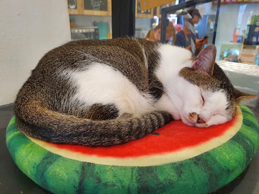 The Cat Cafe - Bugis