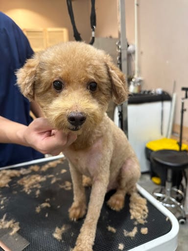 The Cut Pet Grooming & Spa