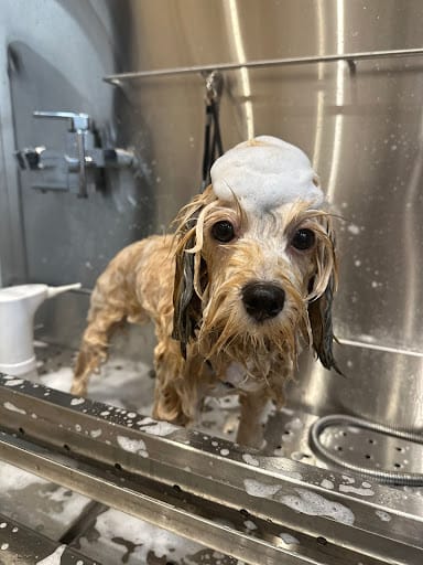 The Cut Pet Grooming & Spa