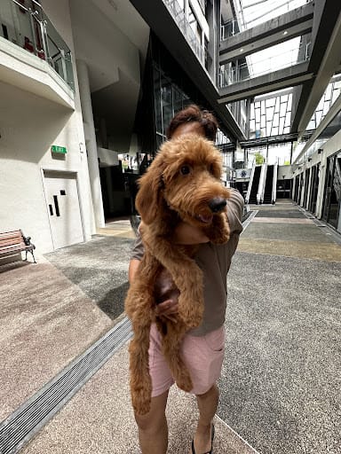 The Cut Pet Grooming & Spa