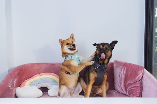 Wooftopia Pet Cafe