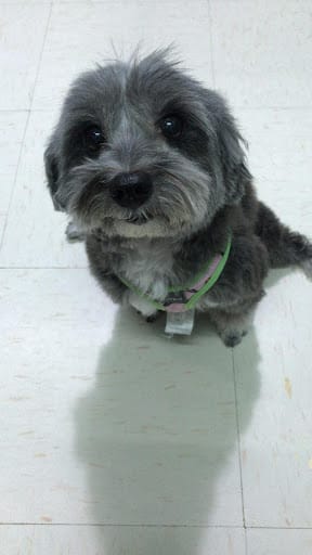 Kawaii Pets Pte. Ltd.