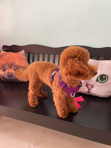 Kawaii Pets Pte. Ltd.