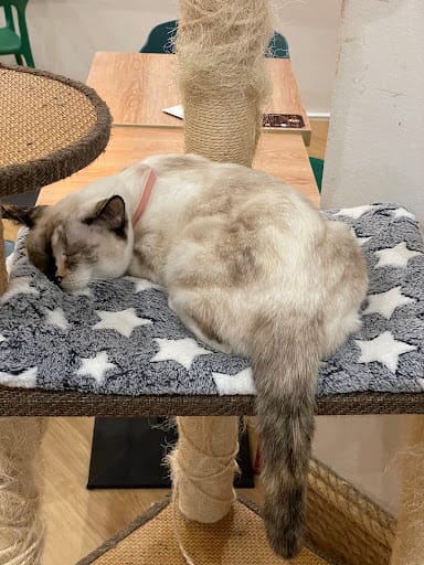 The Cat Cafe - Bugis