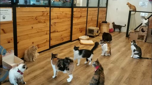 The Cat Cafe - Bugis