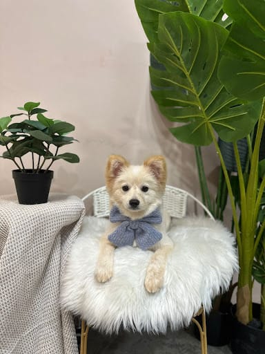 The Cut Pet Grooming & Spa