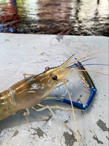 ATC Fishing Village @Jurong Hill