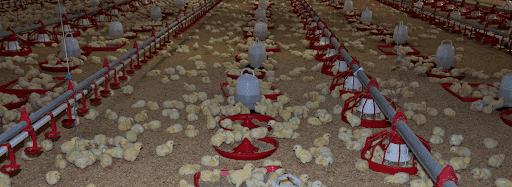 Kee Song Food Corporation (S) Pte Ltd