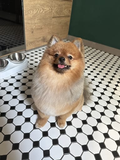 D.O.G Department of Grooming