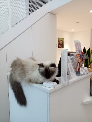 Pet's Galaxy Pte. Ltd. - Cat Grooming Specialist