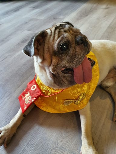 D.O.G Department of Grooming