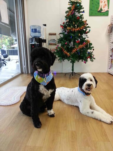 Dog Haven Salon & Academy