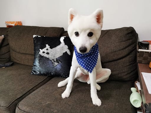 Dog Haven Salon & Academy