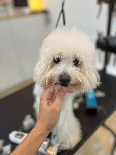 The Grooming Angels | Grooming Lounge