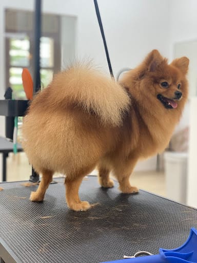 The Grooming Angels | Grooming Lounge