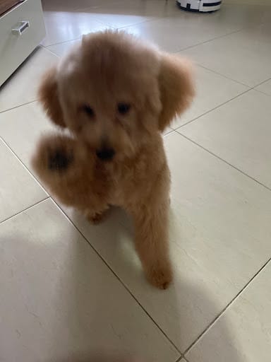 Kawaii Pets Pte. Ltd.