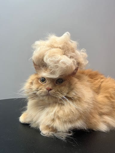 Studio Miau - Cat Grooming Singapore