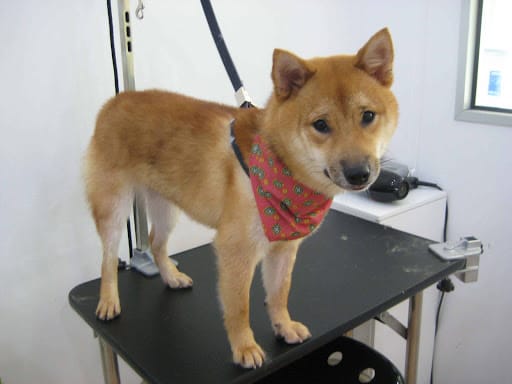 Dog Haven Salon & Academy