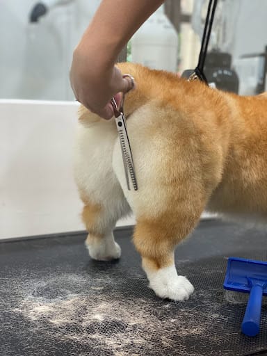 The Grooming Angels | Grooming Lounge