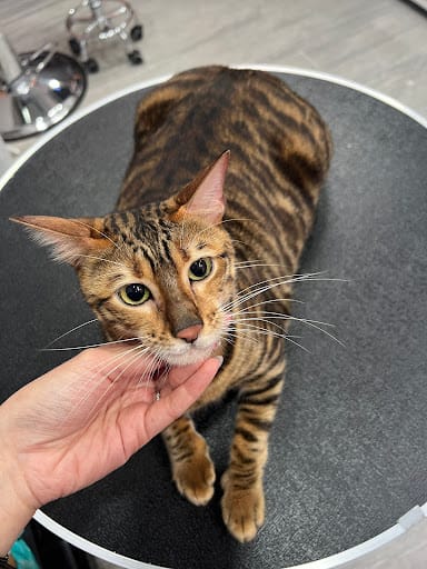 Studio Miau - Cat Grooming Singapore