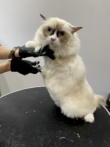 Studio Miau - Cat Grooming Singapore