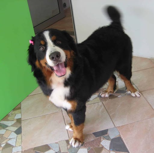 Dog Haven Salon & Academy