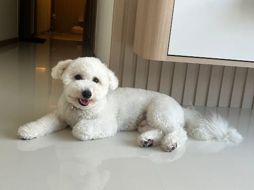 D.O.G Department of Grooming