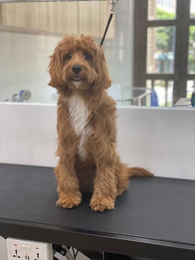 The Grooming Angels | Grooming Lounge