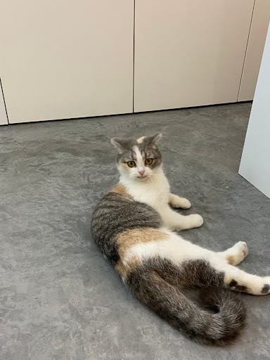 Pet's Galaxy Pte. Ltd. - Cat Grooming Specialist