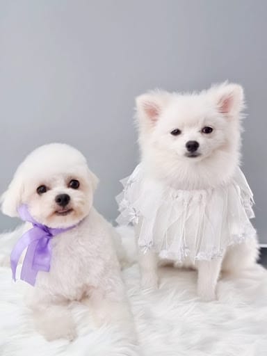 D.O.G Department of Grooming