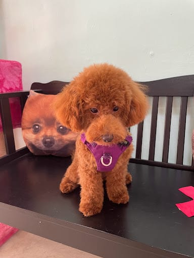 Kawaii Pets Pte. Ltd.