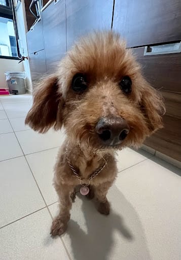 D.O.G Department of Grooming