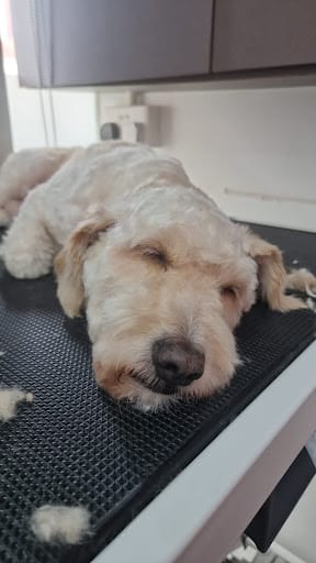 D.O.G Department of Grooming