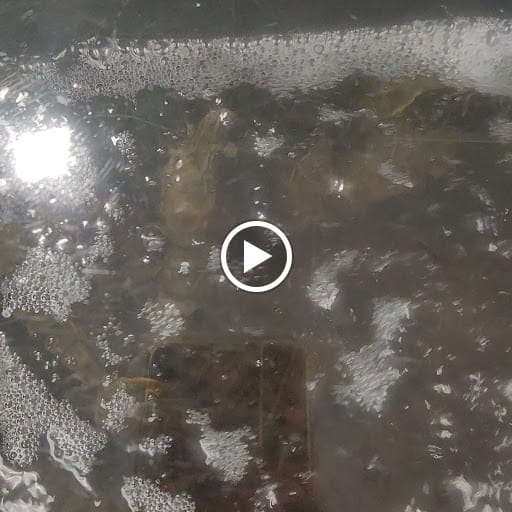 D’Best Indoor Prawning