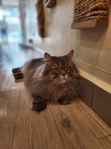 Meomi Cat Cafe