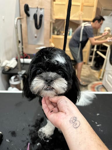 The Cut Pet Grooming & Spa