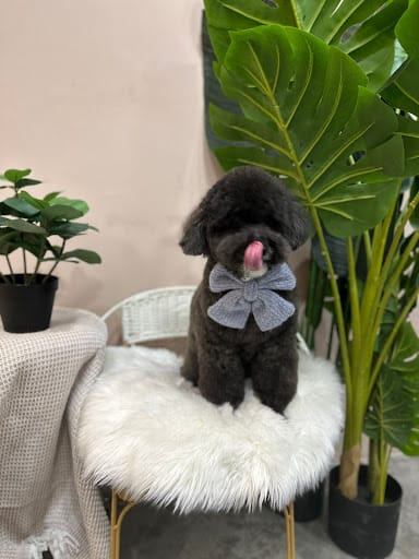 The Cut Pet Grooming & Spa