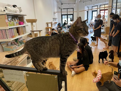 The Cat Cafe - Bugis