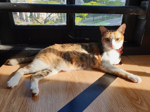 The Cat Cafe - Bugis