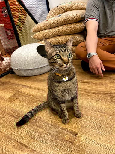The Cat Cafe - Bugis