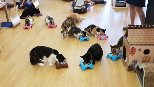 The Cat Cafe - Bugis
