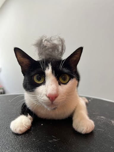 Studio Miau - Cat Grooming Singapore