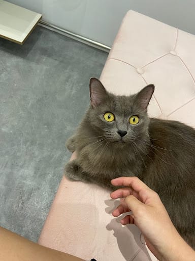 Pet's Galaxy Pte. Ltd. - Cat Grooming Specialist