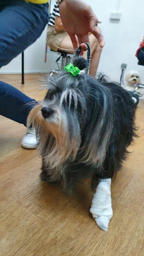 Dog Haven Salon & Academy