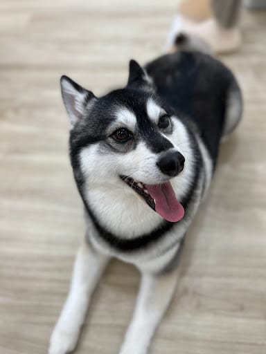 The Grooming Angels | Grooming Lounge