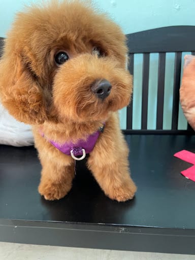 Kawaii Pets Pte. Ltd.