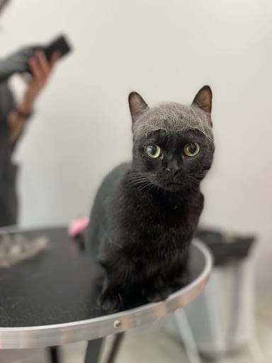 Studio Miau - Cat Grooming Singapore