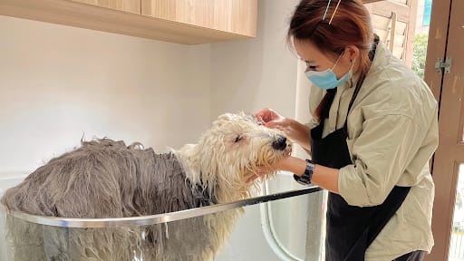 The Grooming Angels | Grooming Lounge