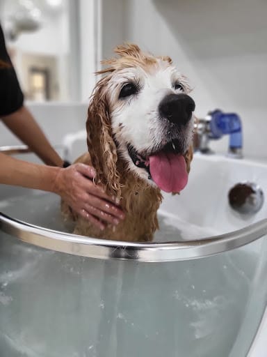 The Grooming Angels | Grooming Lounge