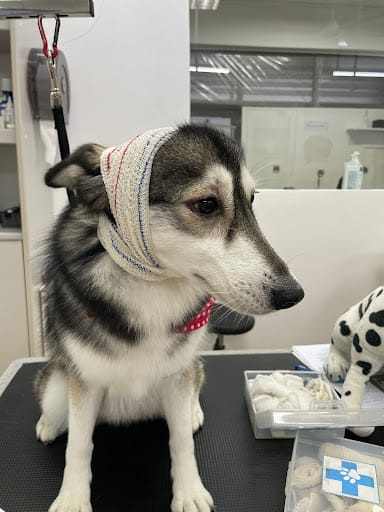 Dog Haven Salon & Academy